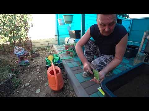 Видео: Почвенный клещ. Профилактика. Подготовка субстрата с МЕТАРИЗИНОМ.