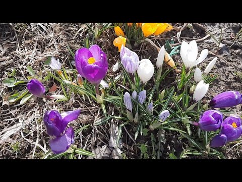 Видео: Расчищаю участок Большого (нового) дома!