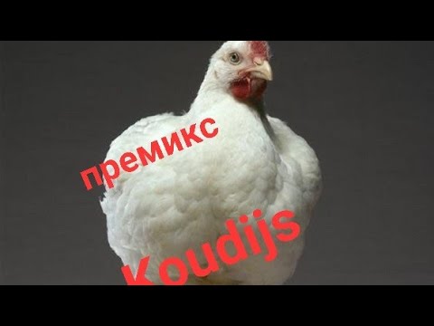 Видео: Премикс Koudijs для бролеров, работает ли?))) 💛💙✌️