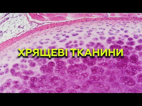 Видео: Лекція - Хрящові тканини