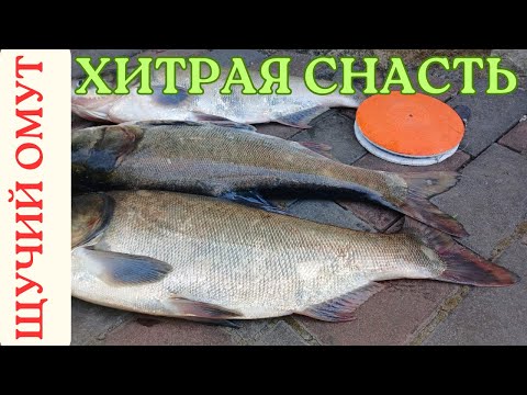 Видео: ЛОВЛЯ ТОЛСТОЛОБА НА КРУЖКИ НА ПЛАНКТОН