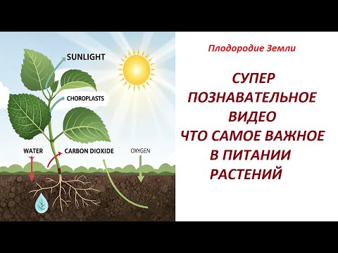 Видео: Как происходит рост и питания растений № 672/24