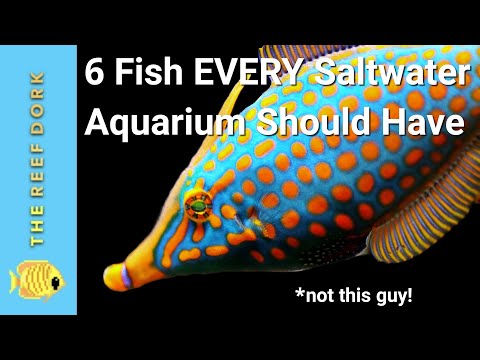 Видео: 6 простых рыбок, которые должны быть в КАЖДОМ морском аквариуме!
