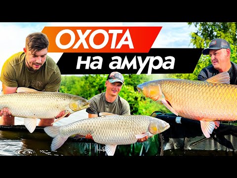 Видео: ОХОТА ЗА ТРОФЕЙНЫМ АМУРОМ