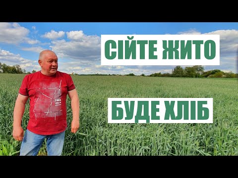Видео: Озиме жито. Переваги сортів та особливості вирощування