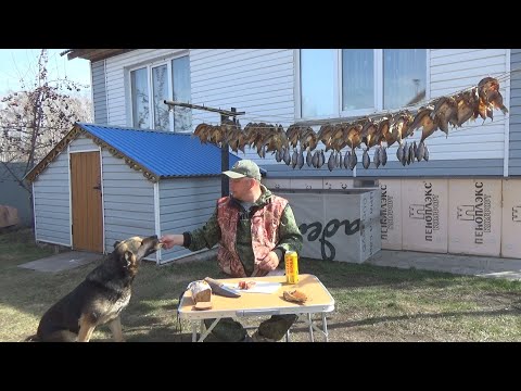 Видео: КОПТИЛОЧКА КОРМИТ!!! Копчение! Процесс копчения рыбы!!! Так солят рыбу в Сибири.