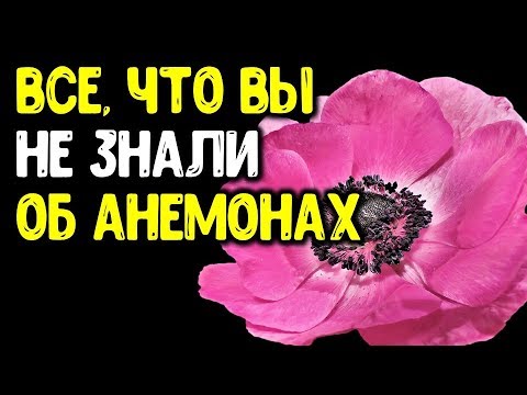 Видео: Весенние анемоны: от А до Я. Ветреница  корончатая от посадки клубней и до цветения, и не только...