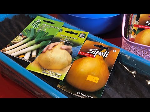 Видео: Посев лука ЭКСИБИШЕН на рассаду 2020