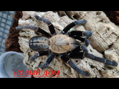 Видео: Новый дом для коллекции птицеедов. Какой паук.