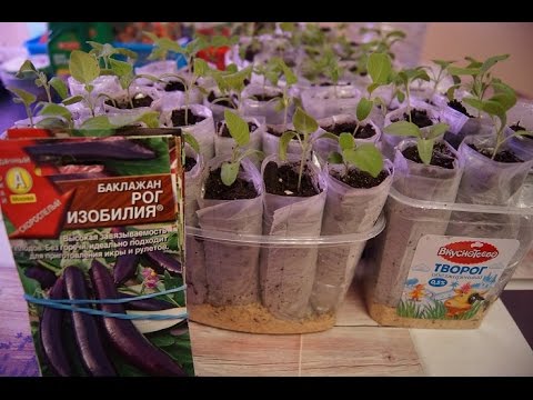 Видео: Пикировка рассады БАКЛАЖАН в ПЕЛЕНКИ ЧАСТЬ 2
