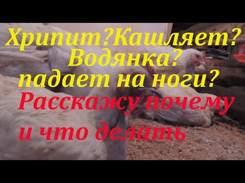 Видео: Водянка,хрипы и кашель,падают на ноги.Болезни бройлеров.Что делать и почему произошло