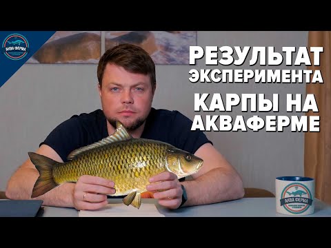 Видео: Результат эксперимента с карпами на Акваферме