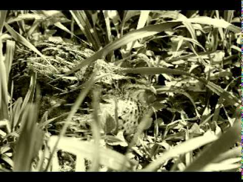 Видео: Мар'яна Садовська.  Ой давно давно.