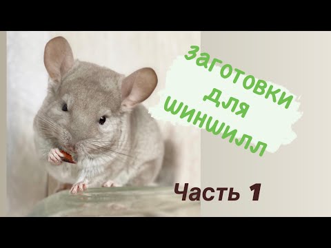 Видео: Какие растения едят шиншиллы. Что можно заготавливать самостоятельно.