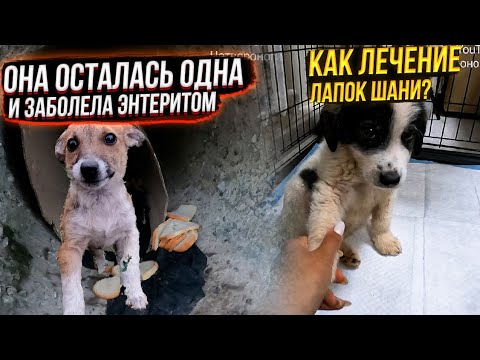 Видео: Пропала ещё и Алабайка 😳Щенок в трубе заболел энтеритом😱. Уборка, кормление подобрышей