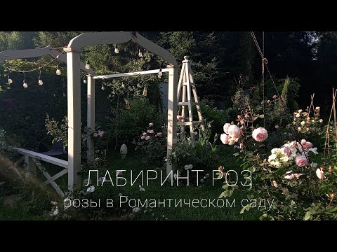 Видео: Прогулка по розовому лабиринту. Идеальный компаньон для роз.