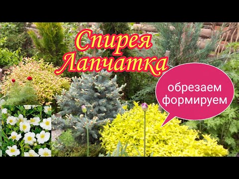 Видео: Спирея японская.Лапчатка белая.Обрезаем.Формируем.Весной.#Дача#Сад СветаСветланы#