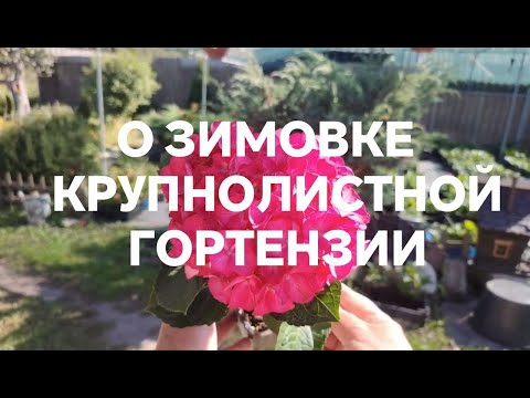 Видео: О подготовке к зиме крупнолистной гортензии