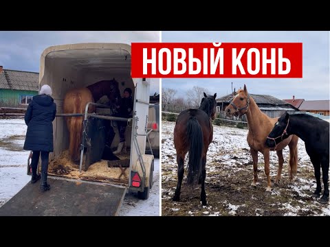 Видео: НОВЫЙ КОНЬ | СТАБУНИВАНИЕ ЛОШАДЕЙ