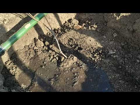 Видео: Посадка саженца винограда в тяжёлый грунт (глина)