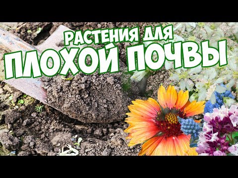 Видео: Цветы для сада на бедной почве - выбираем неприхотливые растения