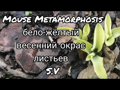 Видео: Mouse Metamorphosis бело-жёлтый весенний окрас листьев...#hosta #сорт#коллекция#mouse #Metamorphosis