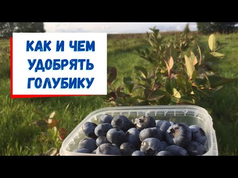 Видео: Как правильно удобрять голубику