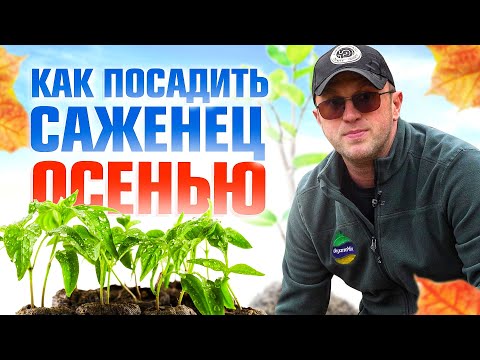 Видео: Как правильно посадить саженец осенью? / Илья Макаров