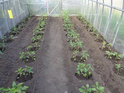 Видео: ПЕРЕЦ ВЫСАДИЛИ - ЧТО ДЕЛАТЬ ДАЛЬШЕ? Ольга Чернова.