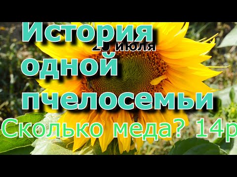 Видео: Сколько меда за сезон. Одна пчелосемья. Полная история