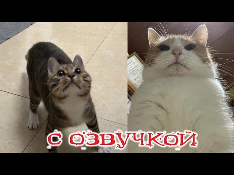 Видео: Приколы с котами! Смешные коты! С ОЗВУЧКОЙ! Самые Смешные Животные! РЖАКА!