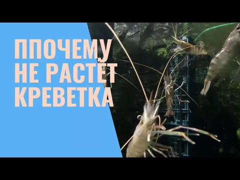 Видео: Почему не растёт креветка