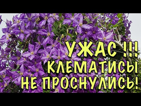 Видео: НЕ ВЗДУМАЙТЕ ВЫКАПЫВАТЬ! Клематисы НЕ ПРОСНУЛИСЬ! Стимулируем БЫСТРЫЙ РОСТ спящих и слабых побегов