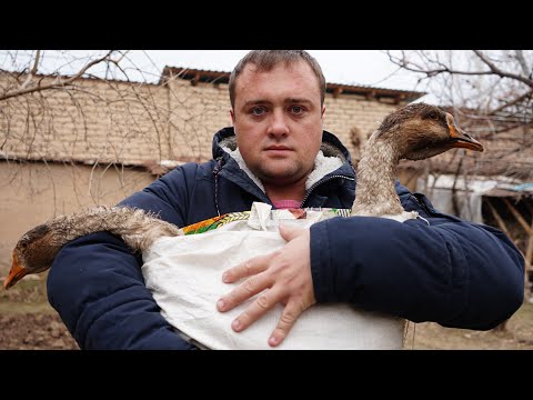 Видео: Узбекистан.Редкое блюдо.Гусь в Тандыре.