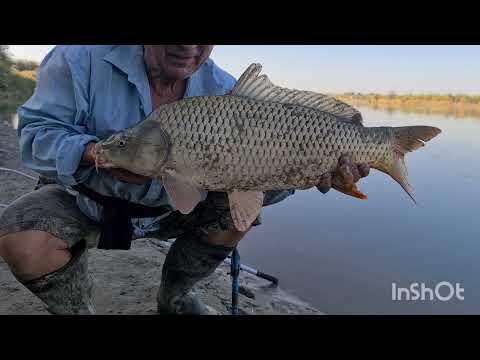 Видео: КАЗАХСТАНСКАЯ РЫБАЛКА, Крупные  амуры, сазаны.           2-ЧАСТЬ. Река ИЛИ.