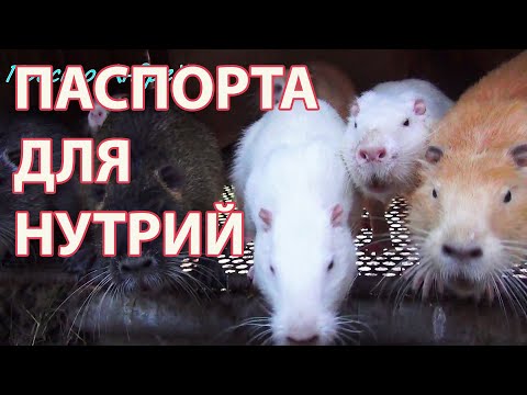 Видео: ПЕРЕСЕЛЕНИЕ НУТРИЙ ПАСПОРТА ДЛЯ НУТРИЙ