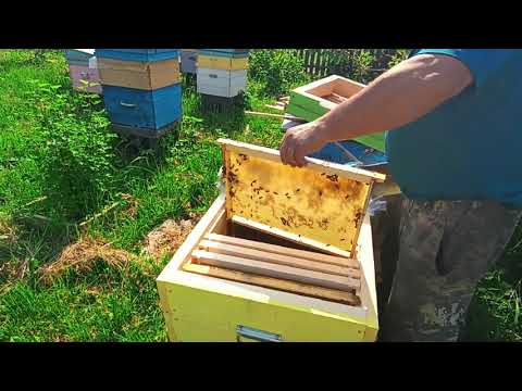 Видео: Как развивается пчелопакет. Развитие пчелопакета