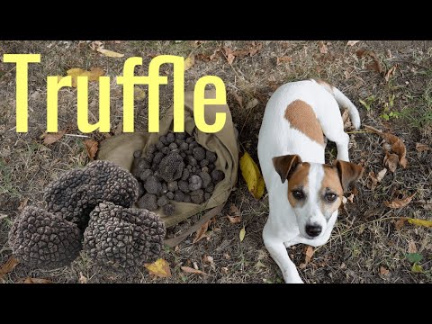 Видео: За трюфели с Иван | Български трюфел # Forest Truffle