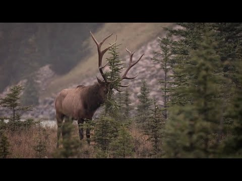 Видео: ЖИВОТНЫЕ SVBONY SA208 Интегрированный бинокль