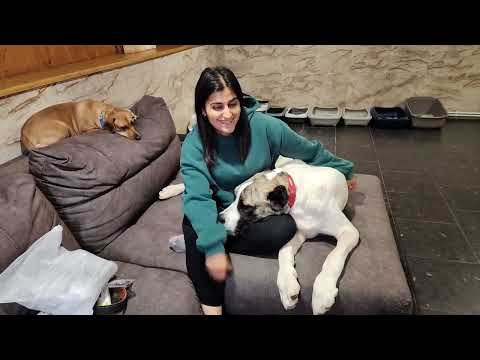 Видео: С котиками. Посылка от хозяйки чернышьяна Гарри. Кот спинальник Чак