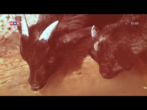 Видео: 16 мм ийн кино төсөл “Яргуйн шим” Баримтат кино 1980 он