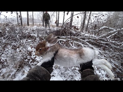 Видео: Охота на беляка . Зайца много.