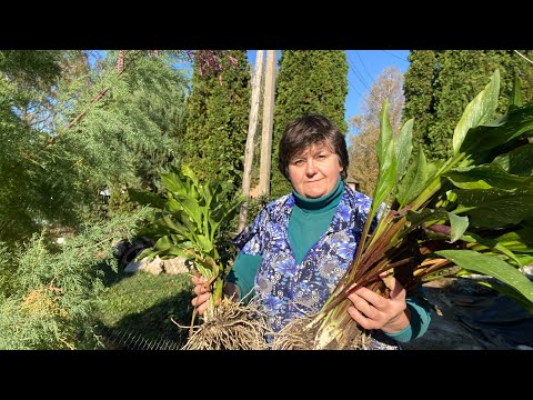 Видео: Викопую садові кали. Мій невеличкий досвід вирощування.