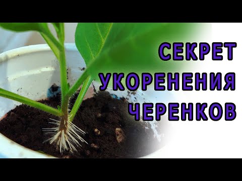 Видео: Черенкование петунии.  Секреты укоренения черенков