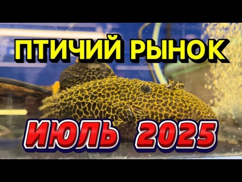 Видео: ПТИЧИЙ РЫНОК, САДОВОД, МОСКВА. ОБЗОР ЗА ИЮЛЬ 2025 ГОДА. Где покупать оборудование. Переезды, Рыбы