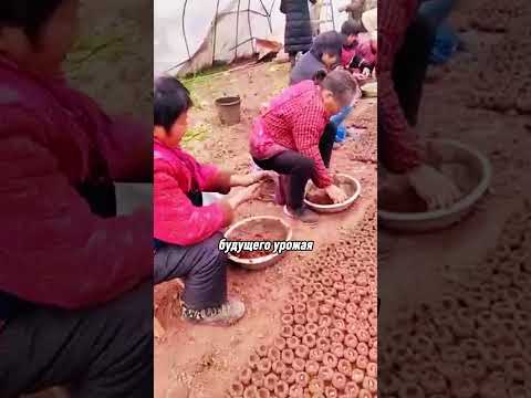 Видео: Вот Это Традиционный Метод Посева Кукурузы #shortvideo