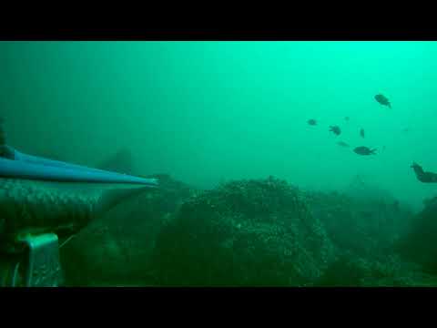 Видео: Врана-загубана