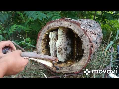 Видео: Борть.Колода для пчел. Почти Дикий мёд 🍯. Мёд из колоды, Южного Казахстана🍯. Сотовый мёд 🍯