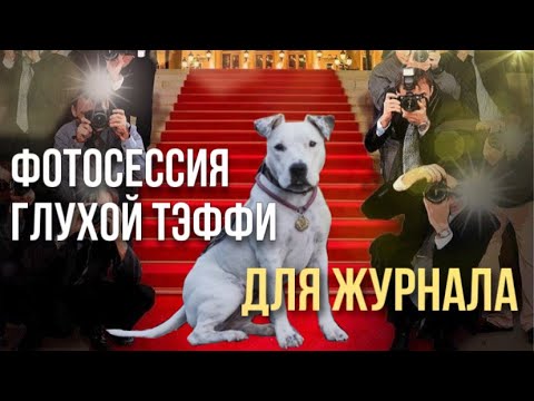 Видео: ПЕРВАЯ ФОТОСЕССИЯ ГЛУХОЙ СОБАКИ ДЛЯ ЖУРНАЛА | ПЕРЕДАЛА ЛЕКАРСТВА РОККИ ДЛЯ СОБАК СЕРДЕЧНИКОВ