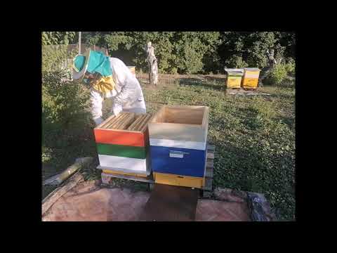 Видео: Как правильно обсушить рамки  Никогода не делайте так при обсушке рамок